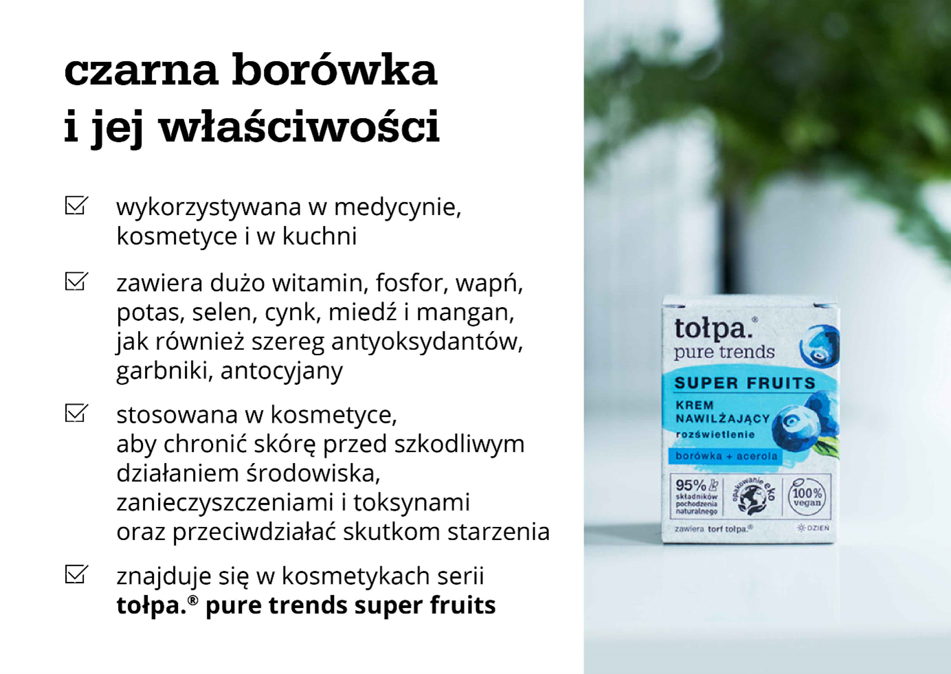 czarna borówka i jej właściwości - infografika