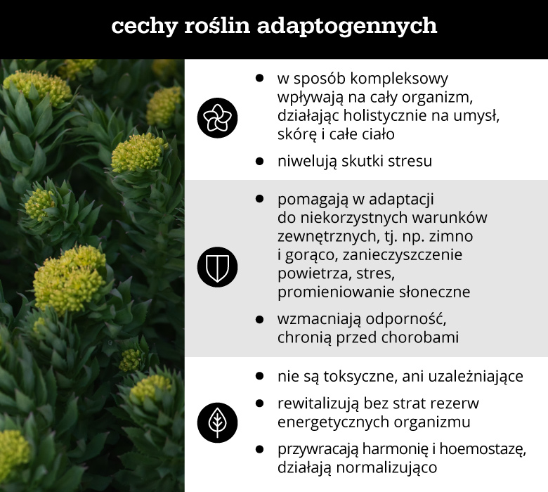 Cechy roślin adaptogennych - infografika